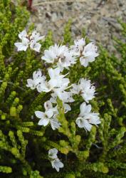 Veronica hectorii subsp. coarctata. Flowering branches. Mt Robert, Nelson.
 Image: P.J. Garnock-Jones © P.J. Garnock-Jones CC-BY-NC 3.0 NZ